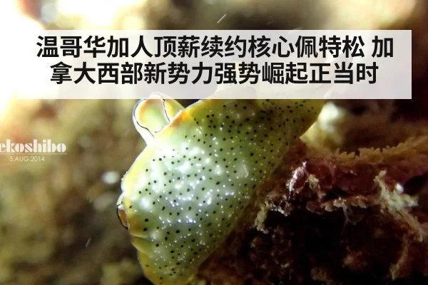 温哥华加人顶薪续约核心佩特松 加拿大西部新势力强势崛起正当时